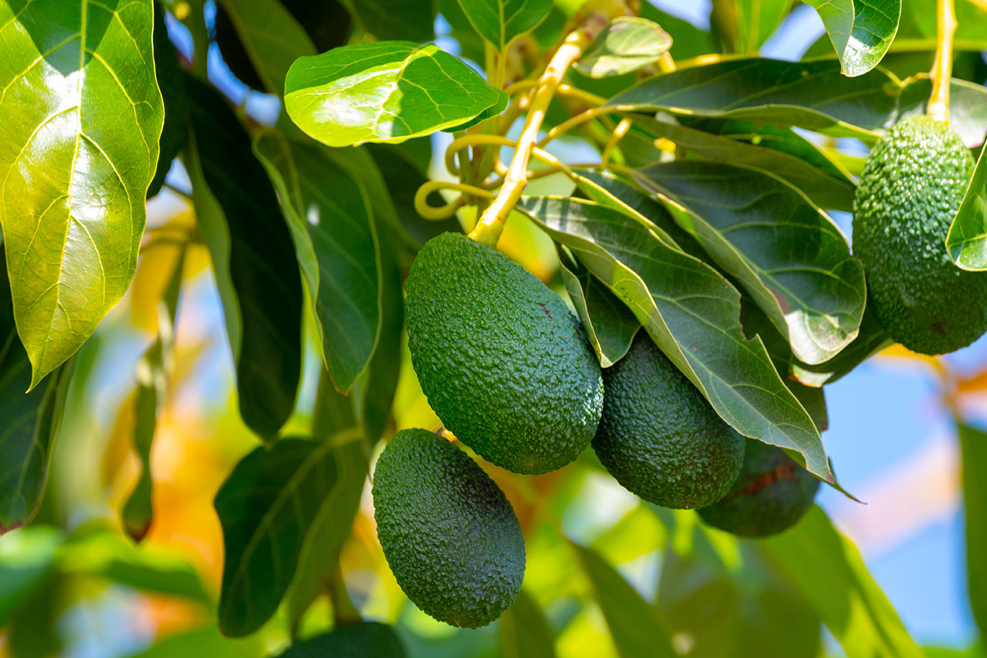 ¿Se llama aguacate o palta?