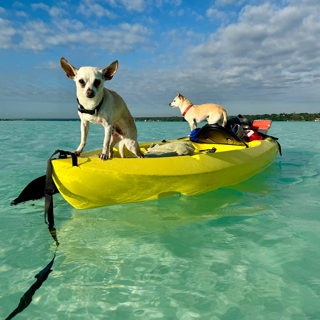 Playas dog friendly México