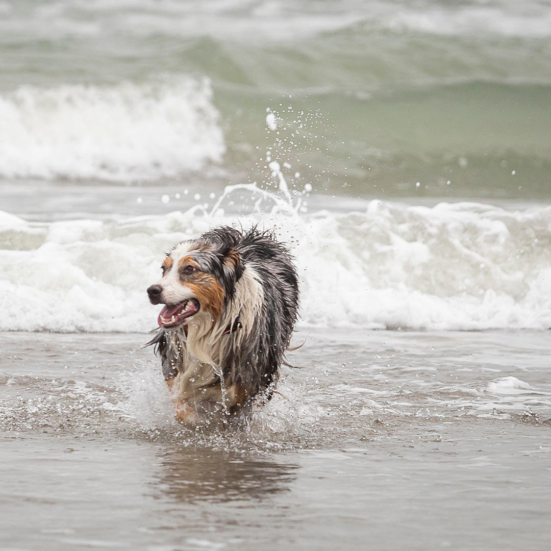 playas dog friendly México
