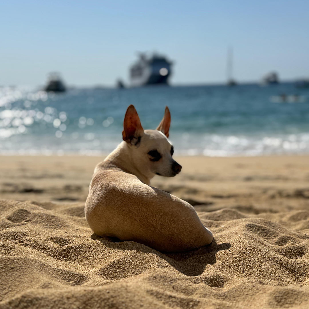 Playas dog friendly México