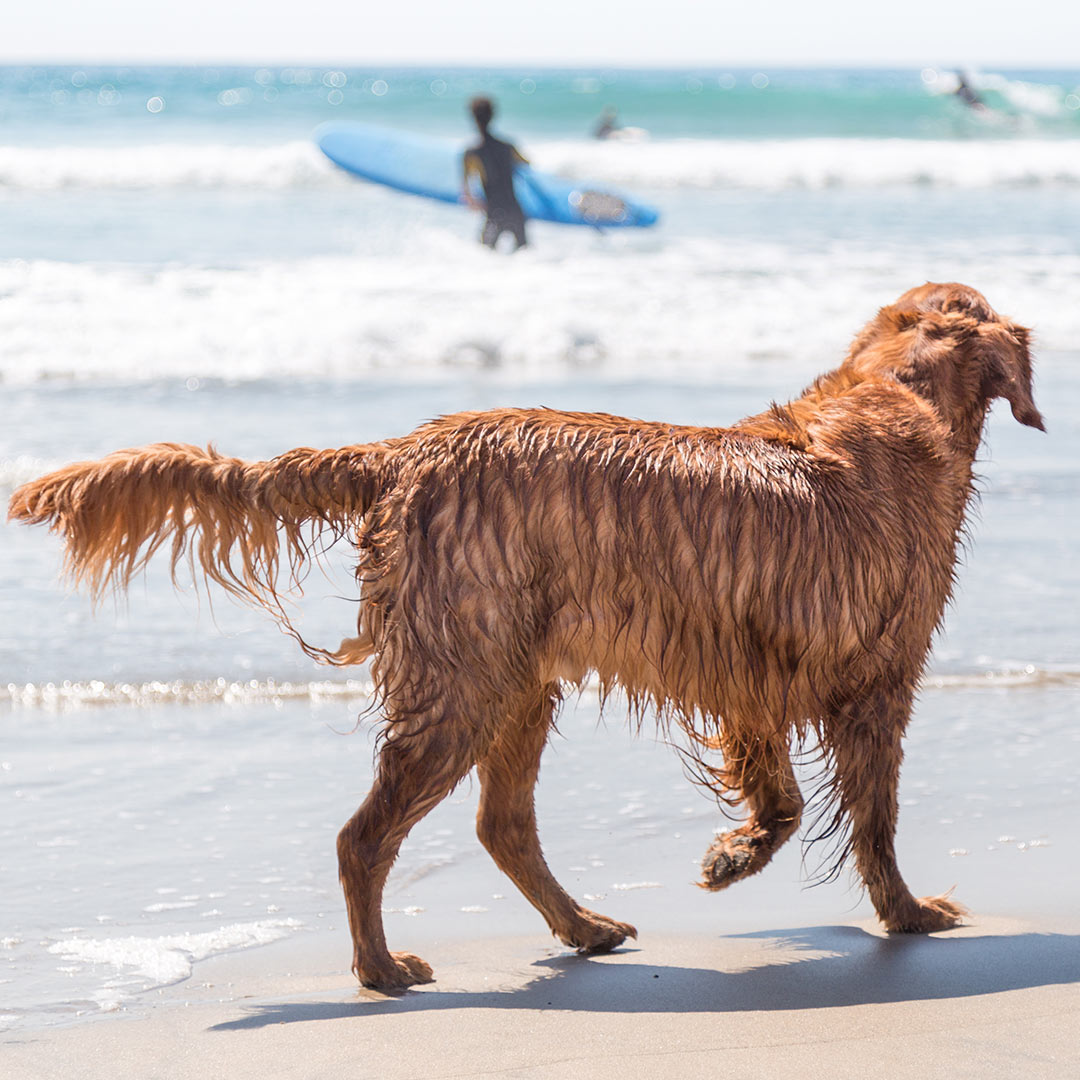 playas dog friendly
