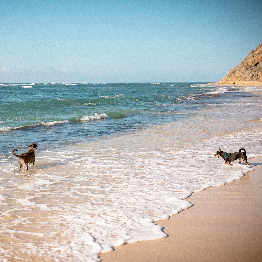 playa las gatas