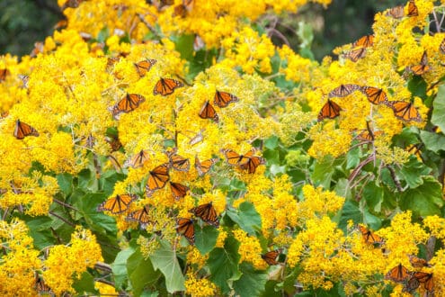 Reservas de la Biósfera en México: ¿cuáles son y dónde están?