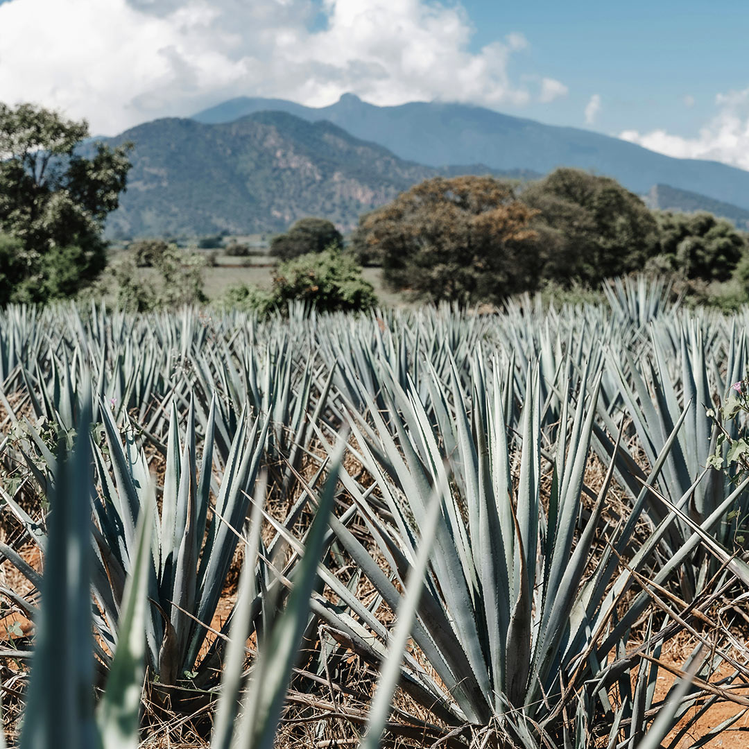 tequila más caro