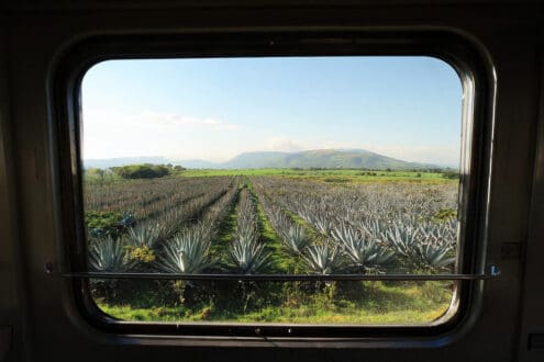 Tren a Tequila 2026: cómo viajar desde Guadalajara y cuánto cuesta