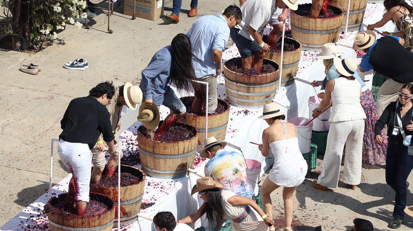 Vendimia de Bodegas Cetto