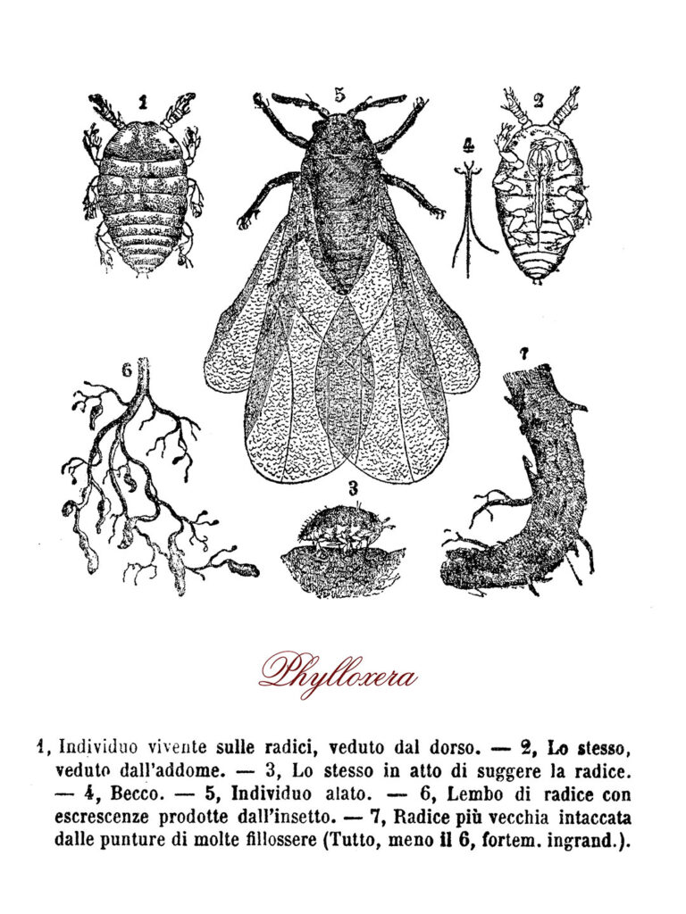 Filoxera