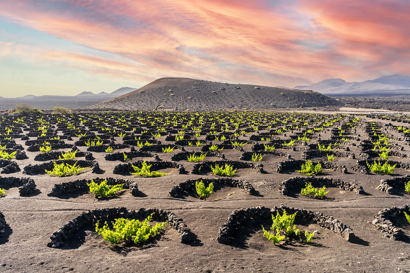 Viñedos ante la amenaza de filoxera en Canarias