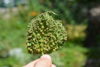 Viñedos en alerta: la filoxera es detectada en España