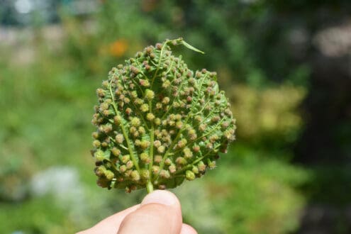 Viñedos en alerta: la filoxera es detectada en España