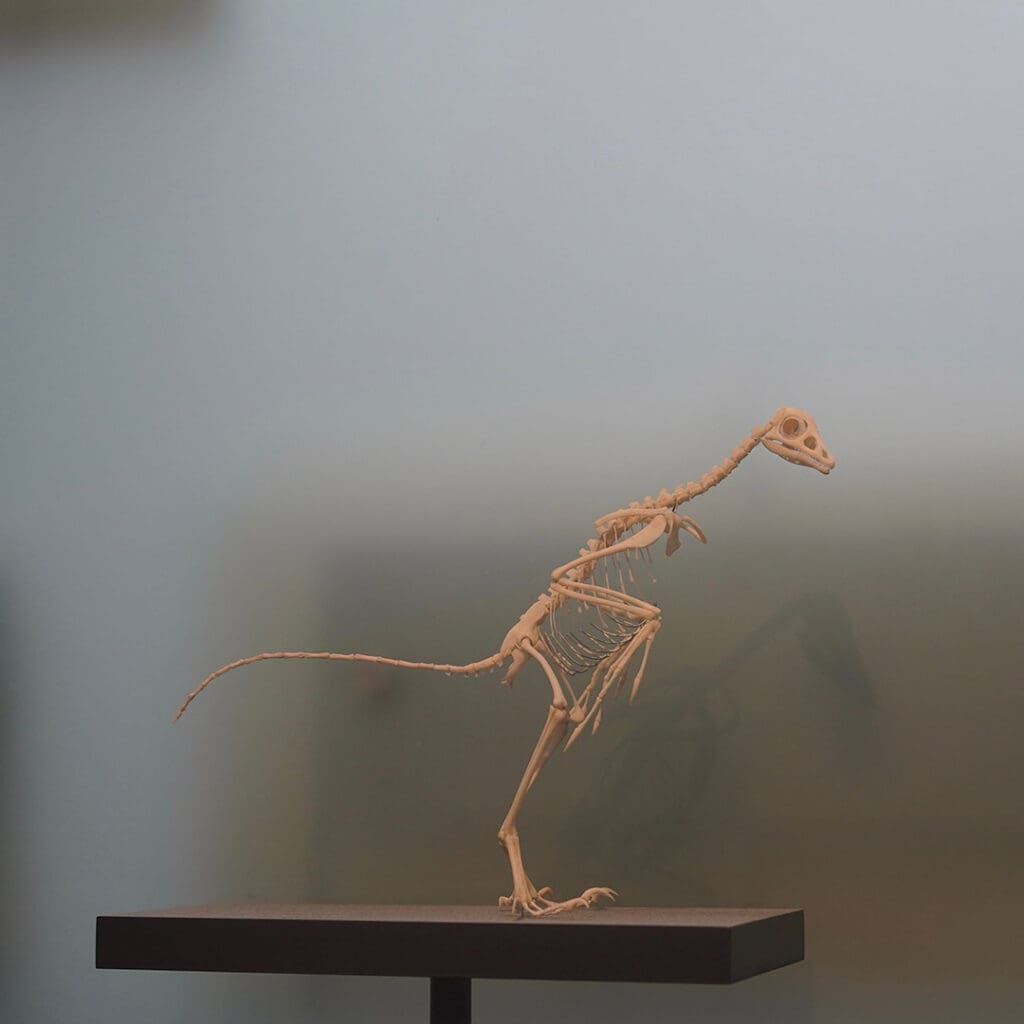 Museo de Historia Natural de Berlín, uno de los museos imperdibles de la ciudad