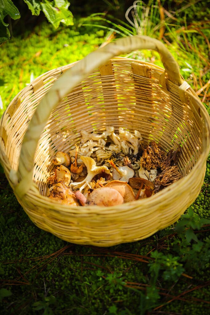 Temporada de hongos en Tlaxcala