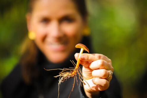 Temporada de hongos en Tlaxcala: 2 menús para saborear el bosque