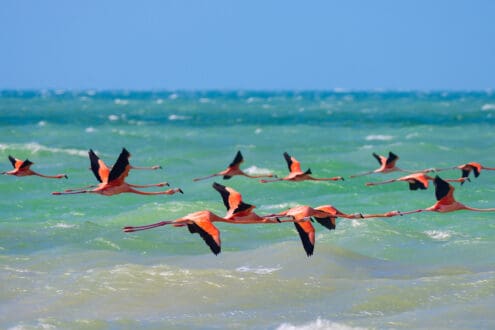 Conoce las 6 playas más lindas para visitar en Yucatán