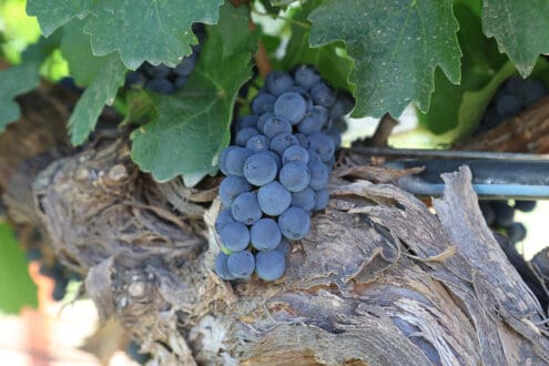 Vinos de Chihuahua: nuevo tesoro de la vitivinicultura mexicana