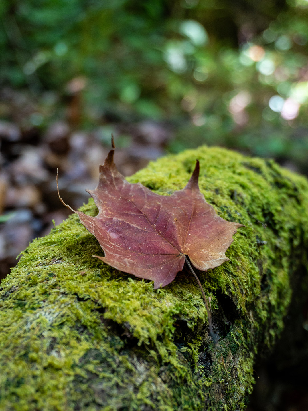 bosque de maple en mexico