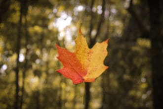 ¡Hay un bosque de maple en México! Te decimos dónde y qué hacer
