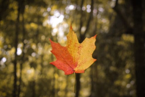 ¡Hay un bosque de maple en México! Te decimos dónde y qué hacer