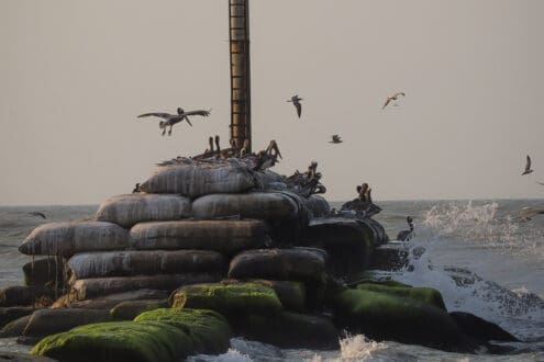 ¿Qué es lo sustentable? Acciones para aplicarlo en el día a día