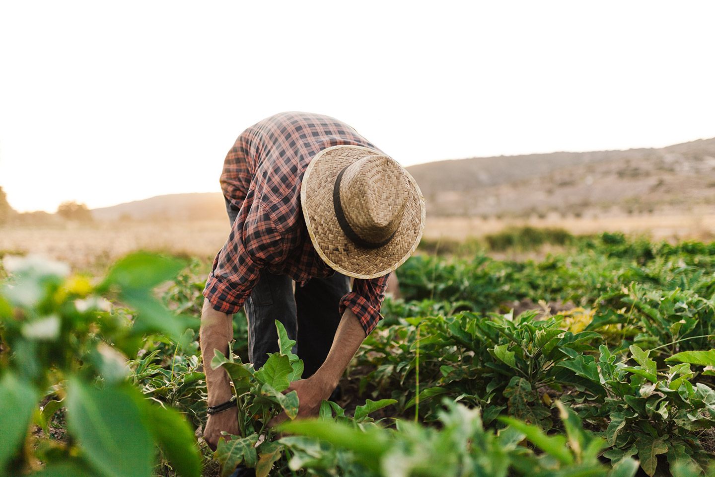 Fue establecido por la Organización de las Naciones Unidas para la Alimentación y la Agricultura (FAO) en 1979.