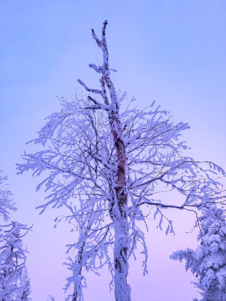Pino nevado en Mont-Tremblant