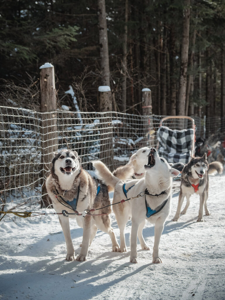 Trineo de perros en Mont-Tremblant