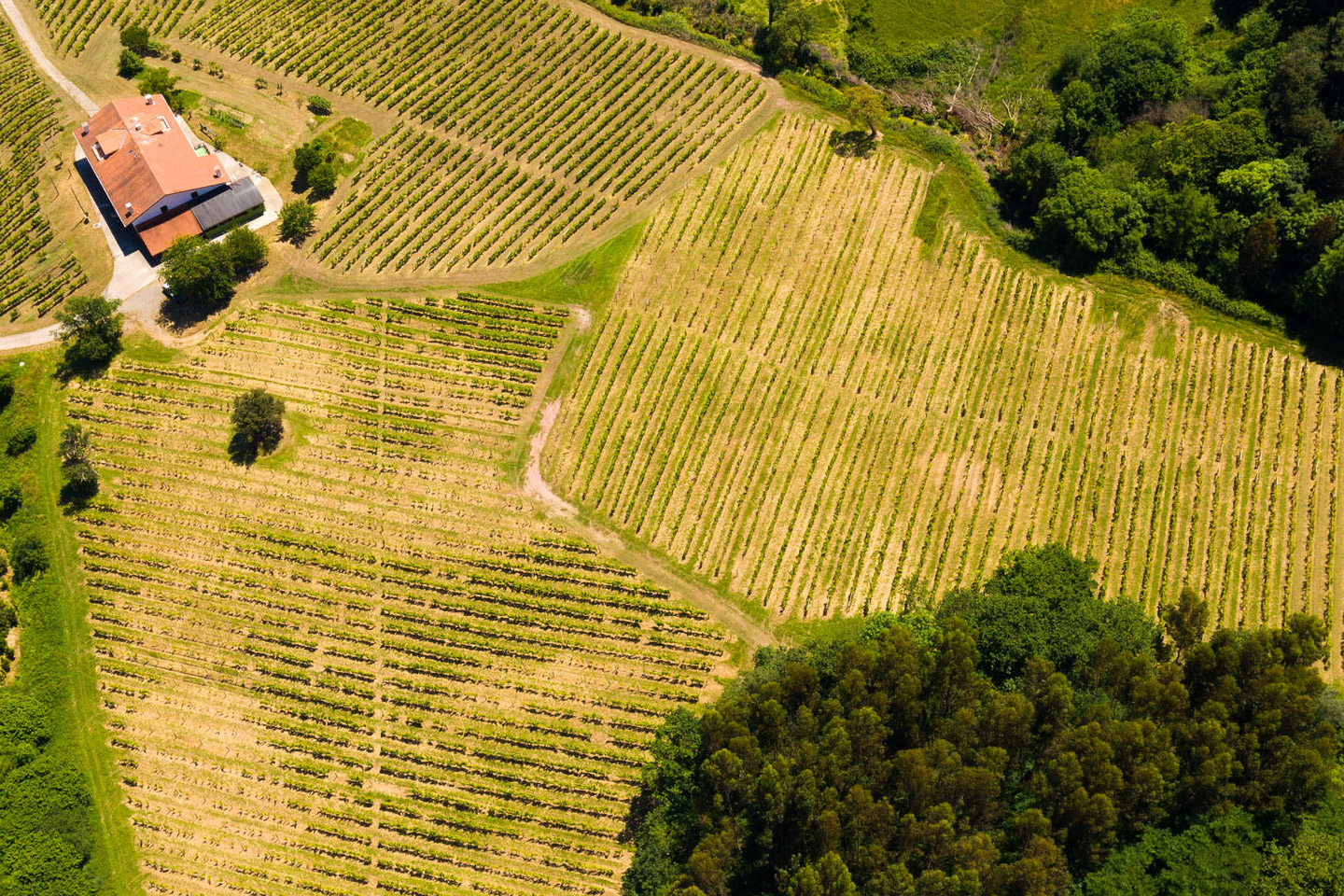 Txakoli Txakoli
