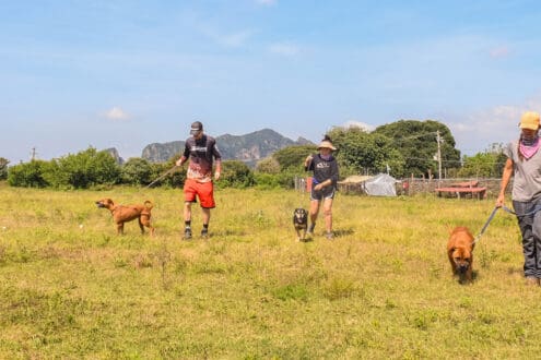 Breakfast Roma: desayuna y ayuda a animalitos en este restaurante