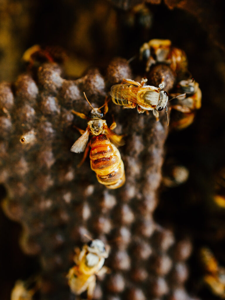 La miel melipona proviene de abejas del género Melipona.