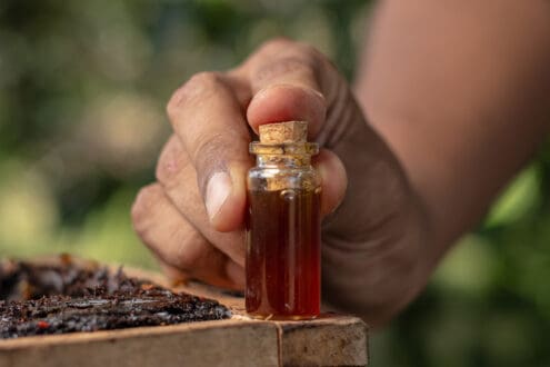 Miel melipona: lo que no te habían dicho sobre este superalimento