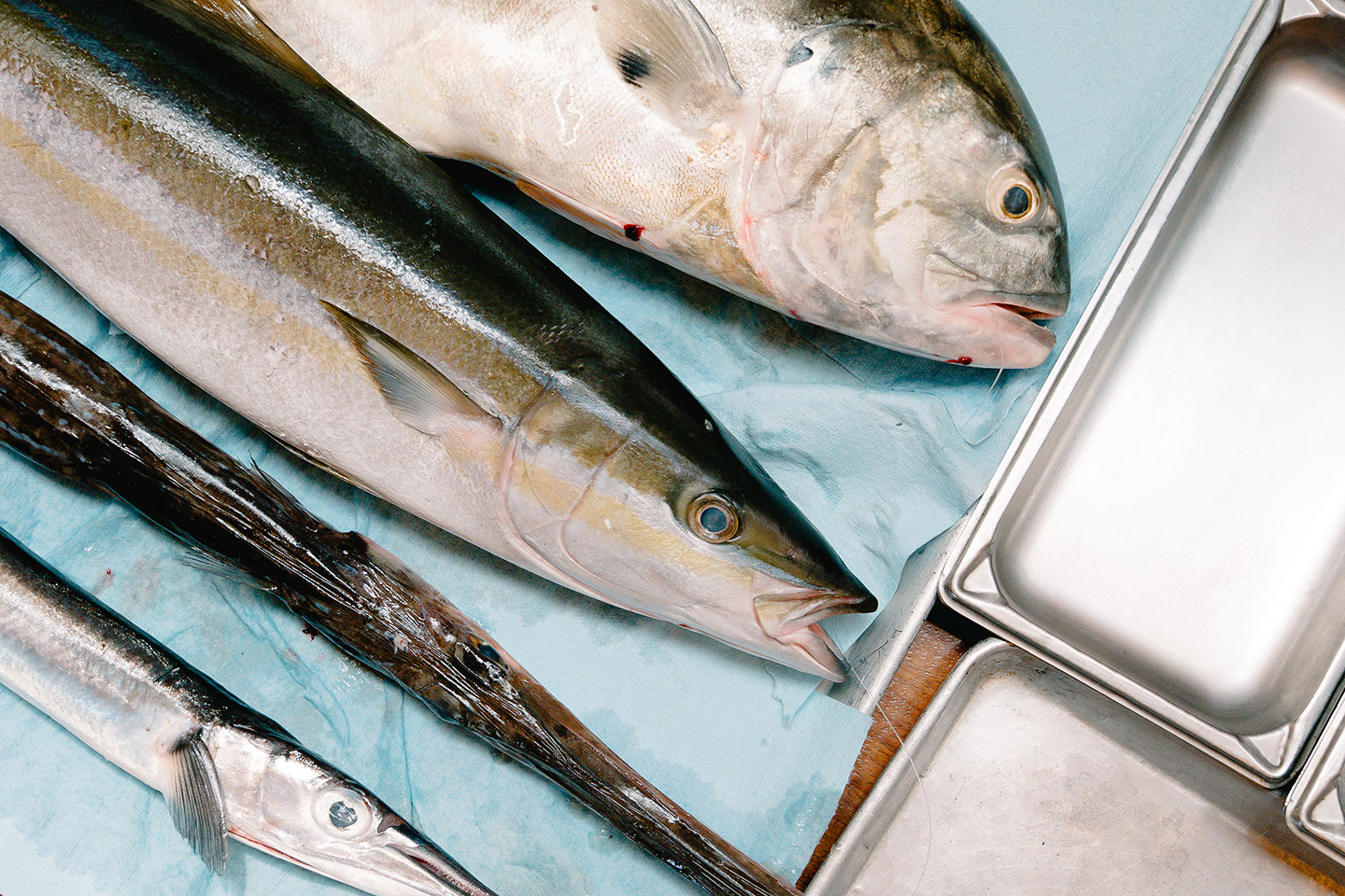pesca responsable consejos