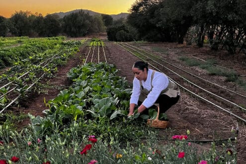 Valle de Guadalupe: guía definitiva de restaurantes y productores