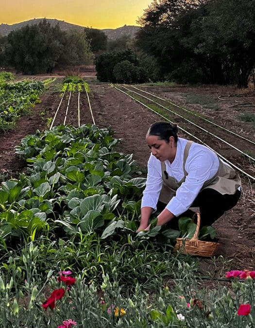 Valle de Guadalupe: guía definitiva de restaurantes y productores