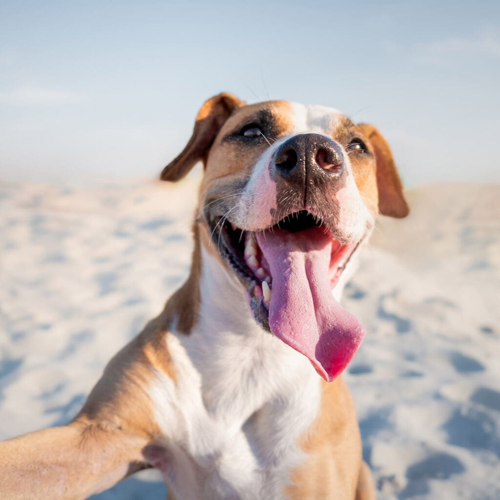 Es también una de las pocas playas de Cancún petfriendly.