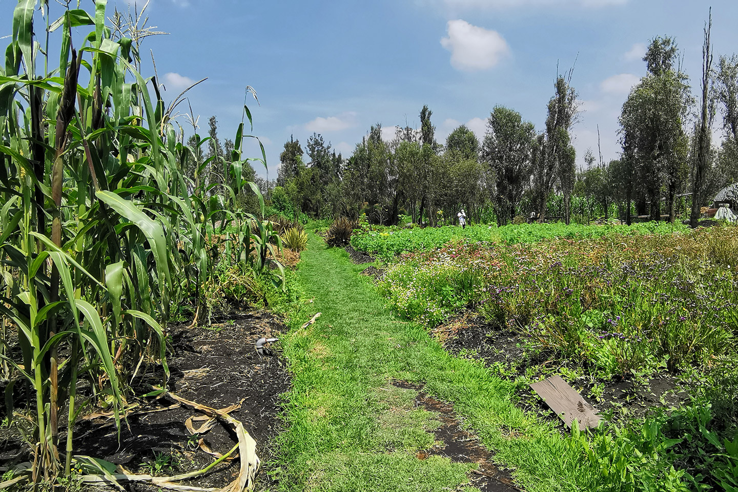 Chinampas de Xochimilco