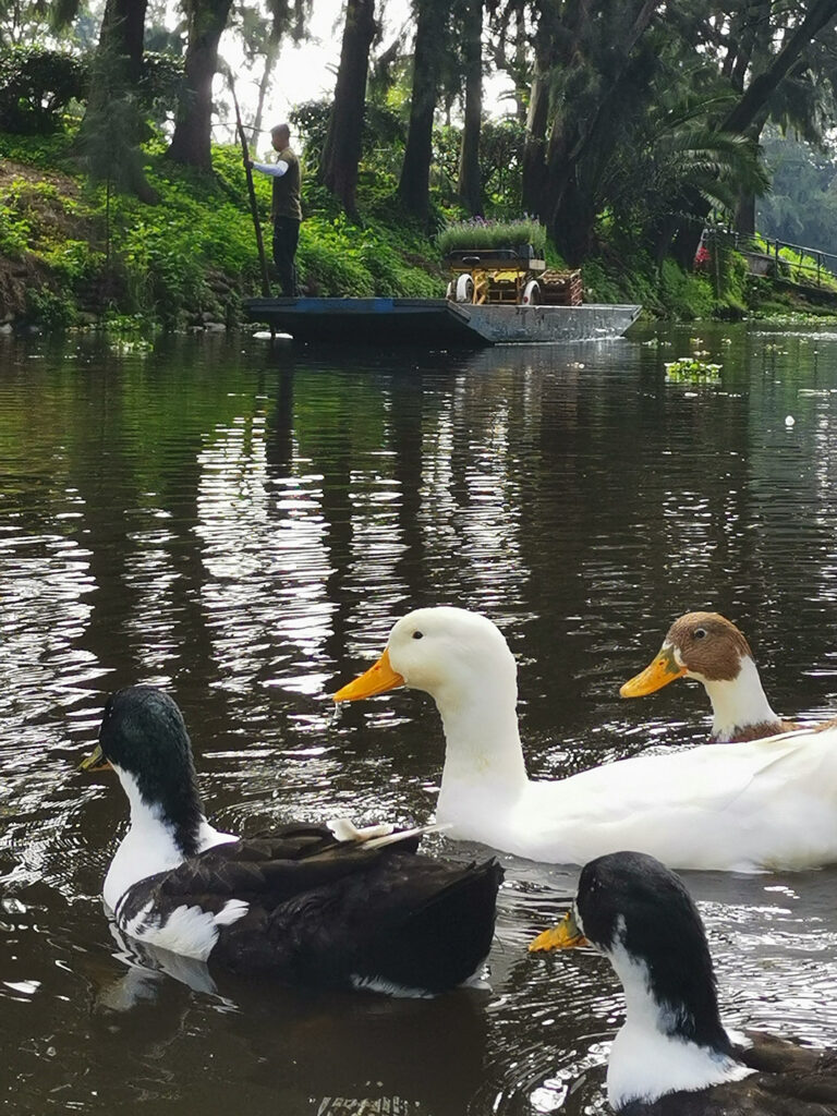 Chinampas de Xochimilco