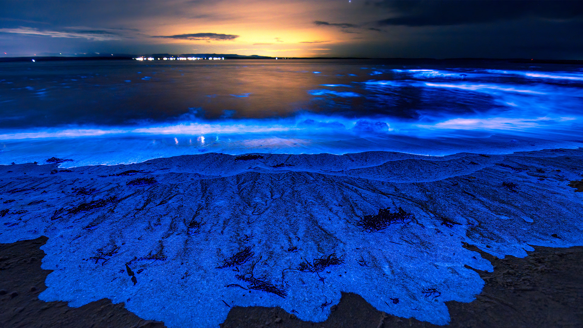 Playas_bioluminiscentes_destacada No es magia ni un filtro de Instagram.