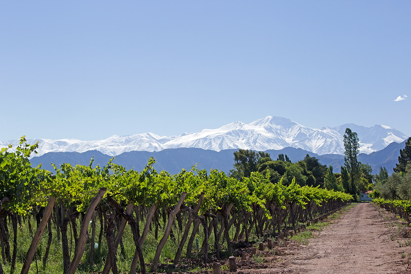 Mendoza es la joya vinícola de Sudamérica.