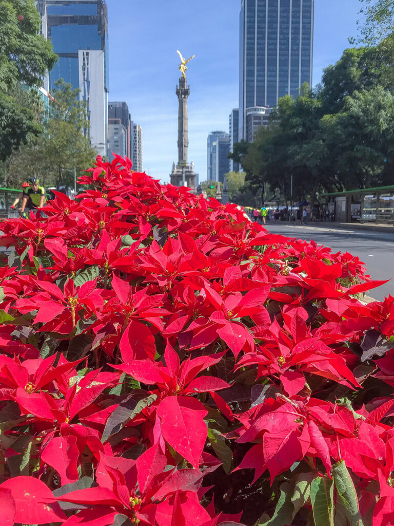 La flor de Nochebuena también llegó al imaginario popular .