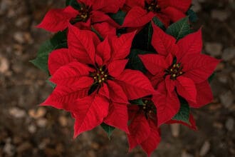 Flor de Nochebuena: la planta mexicana que conquistó la Navidad