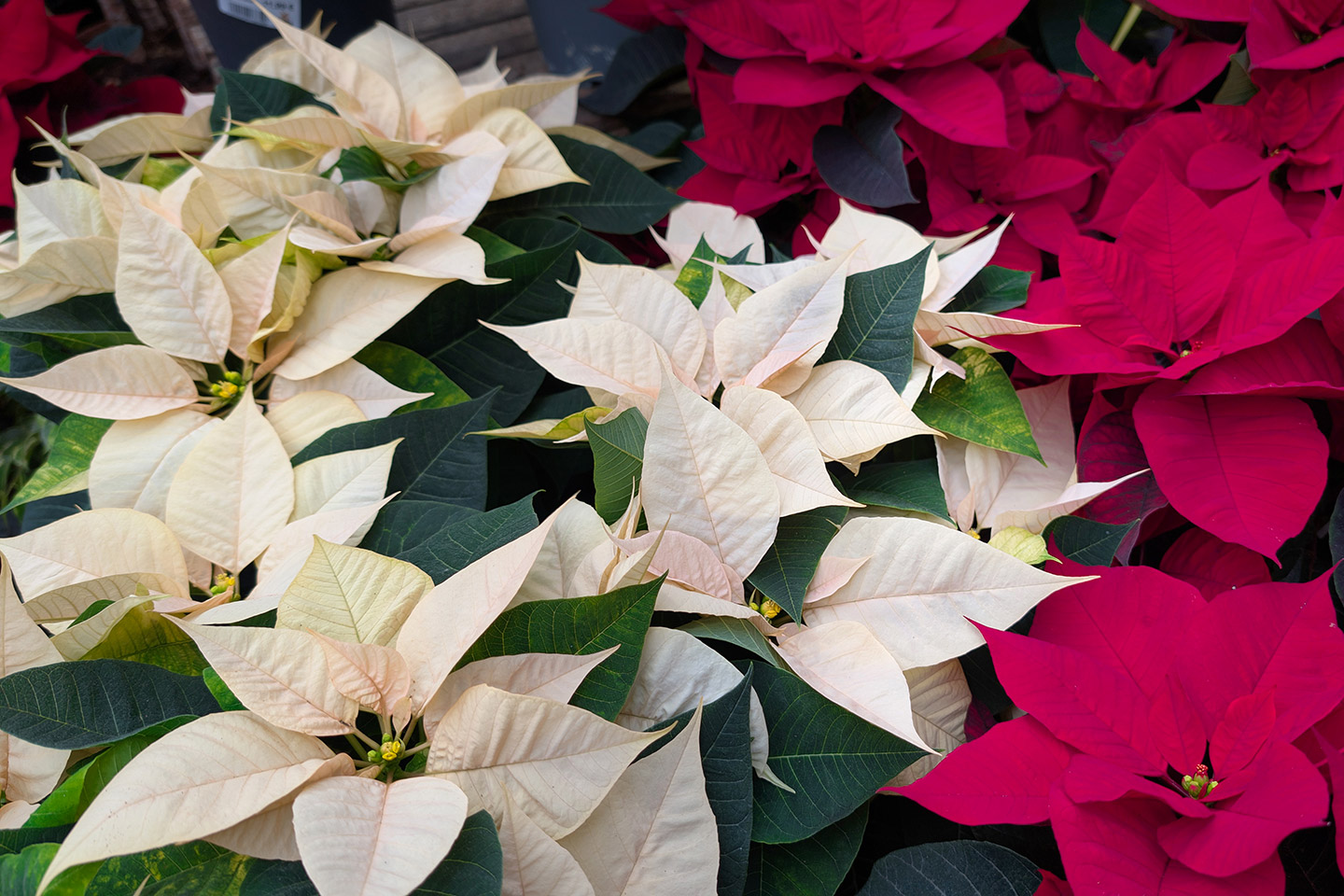 Existen más de 100 variedades de flor de Nochebuena en el mundo.