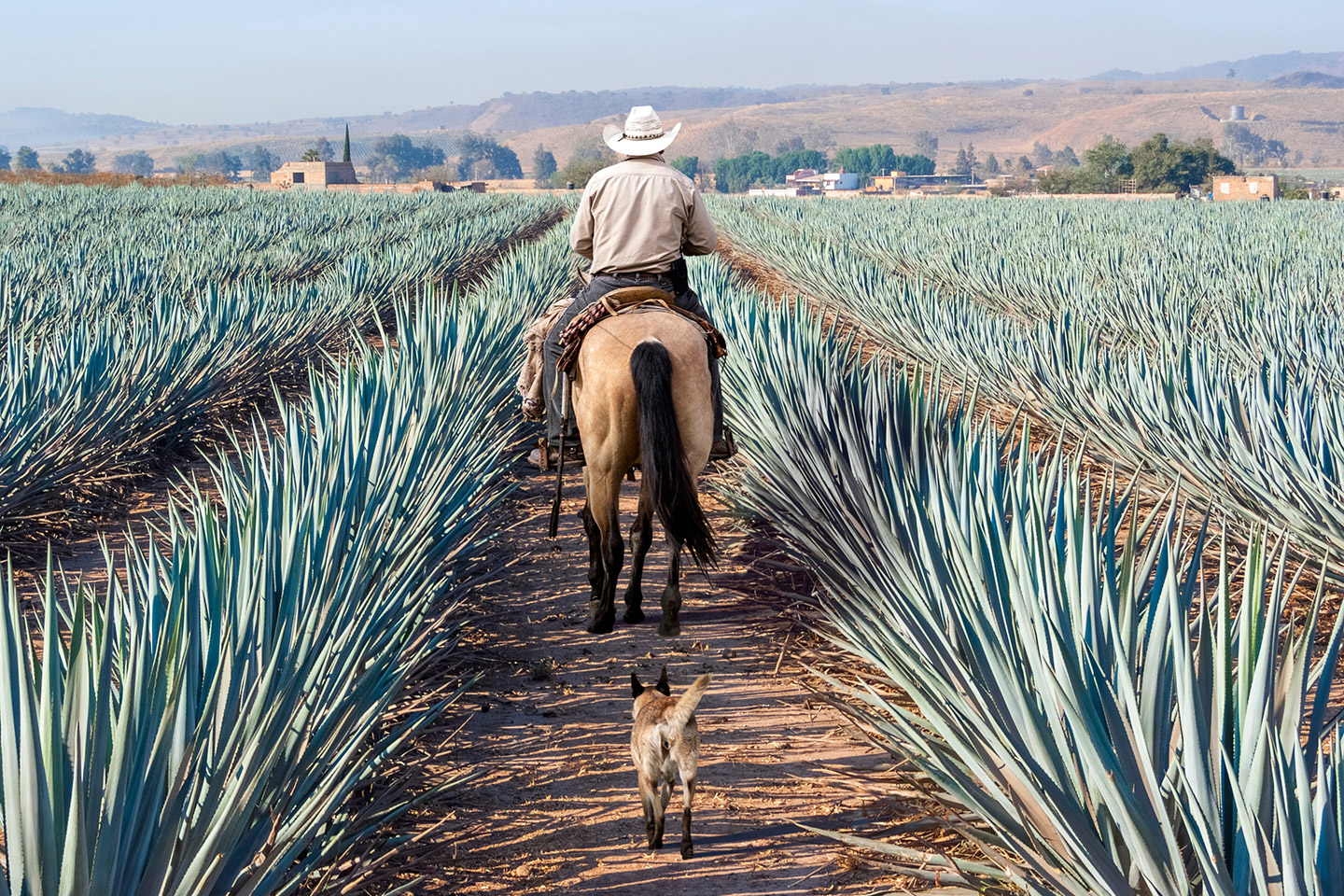 rutas del tequila