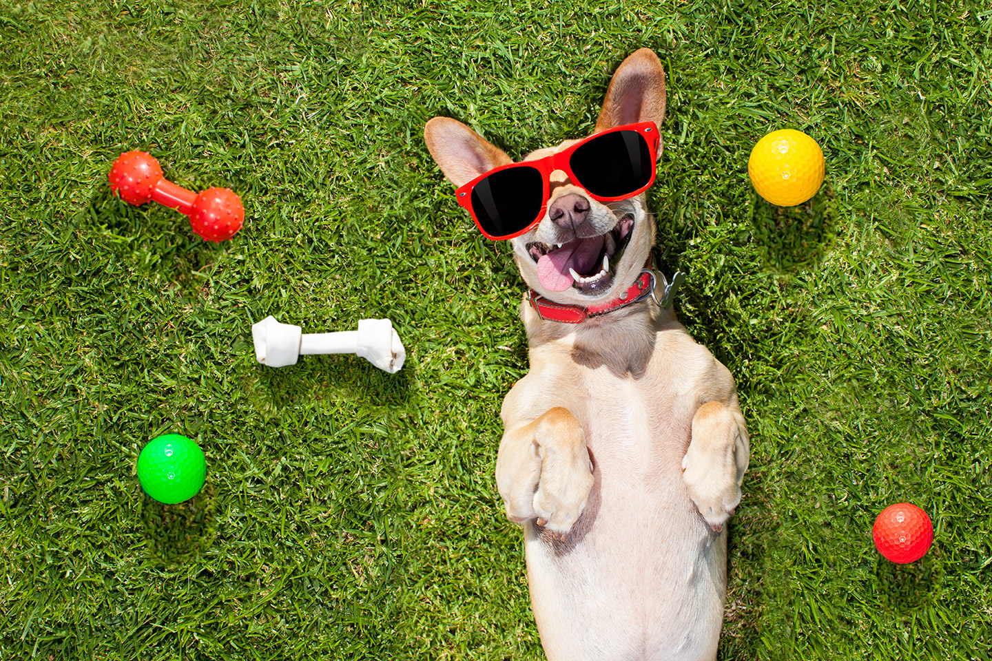 parques petfriendly