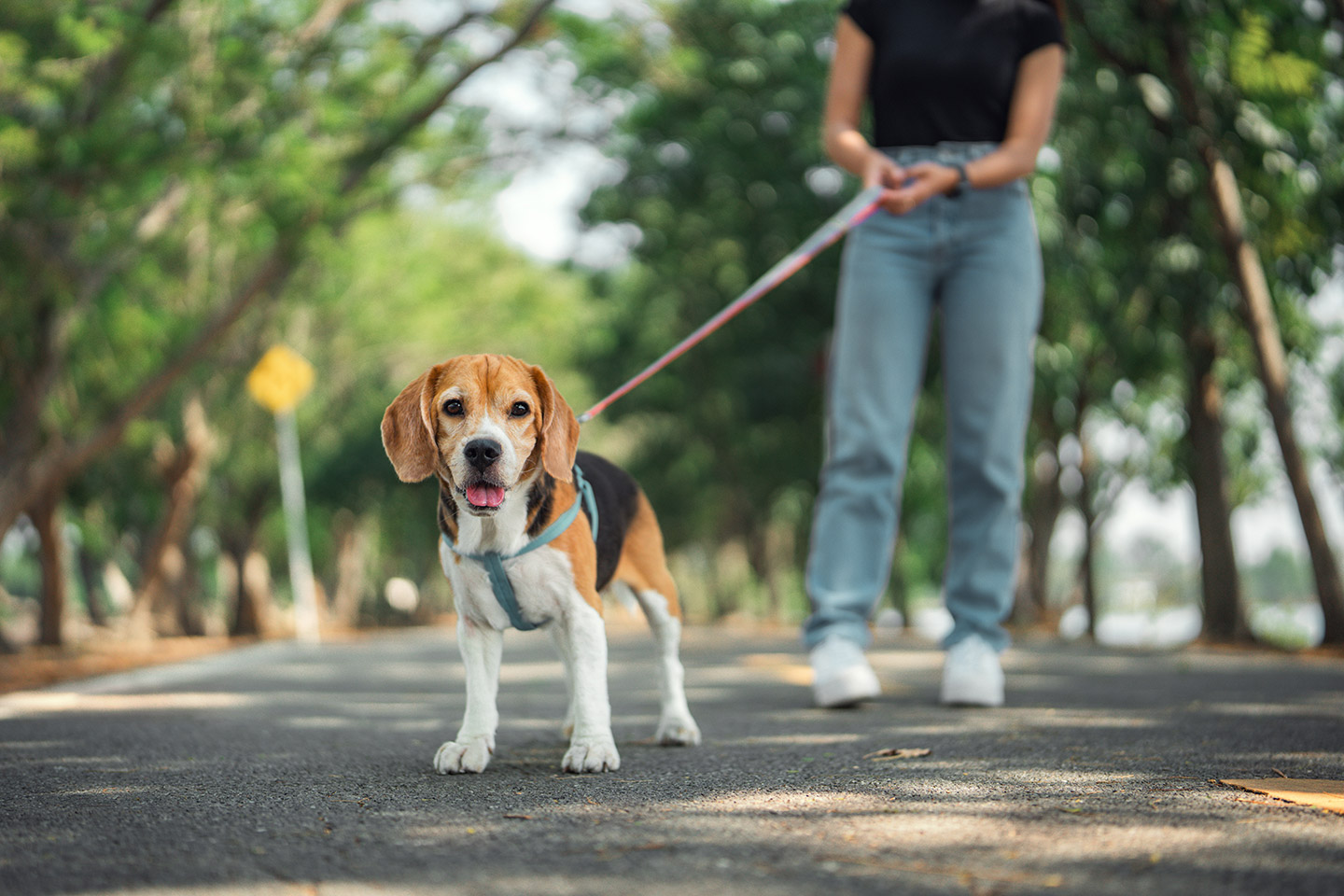 parques petfriendly