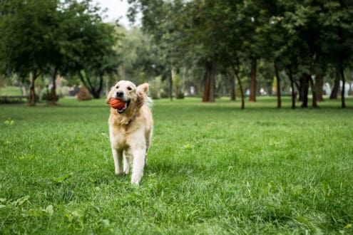 Los mejores parques pet friendly en CDMX para ir con tu perrito