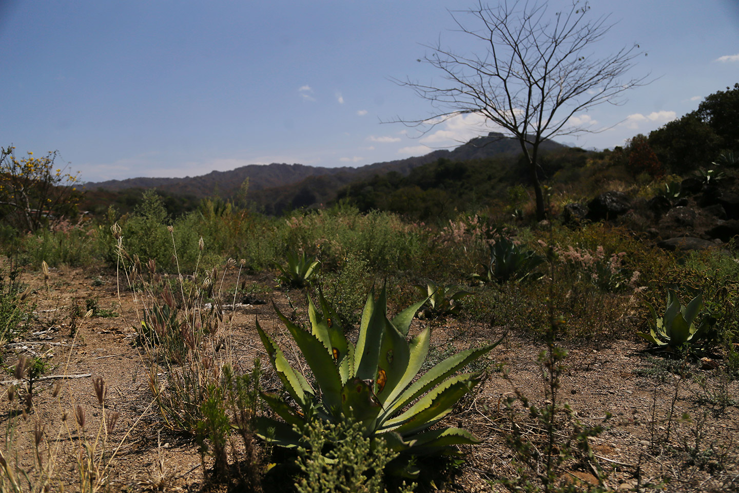 Se elabora a partir del agave —igual que el tequila y el mezcal—.