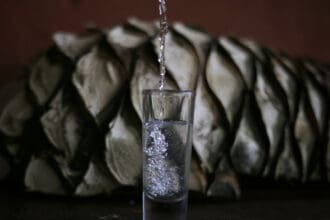 Qué es la raicilla y por qué todos hablan de este destilado