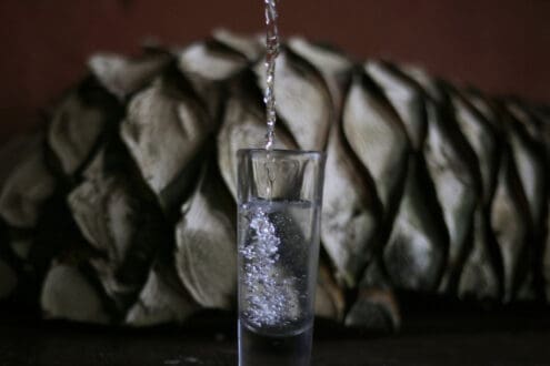 Qué es la raicilla y por qué todos hablan de este destilado