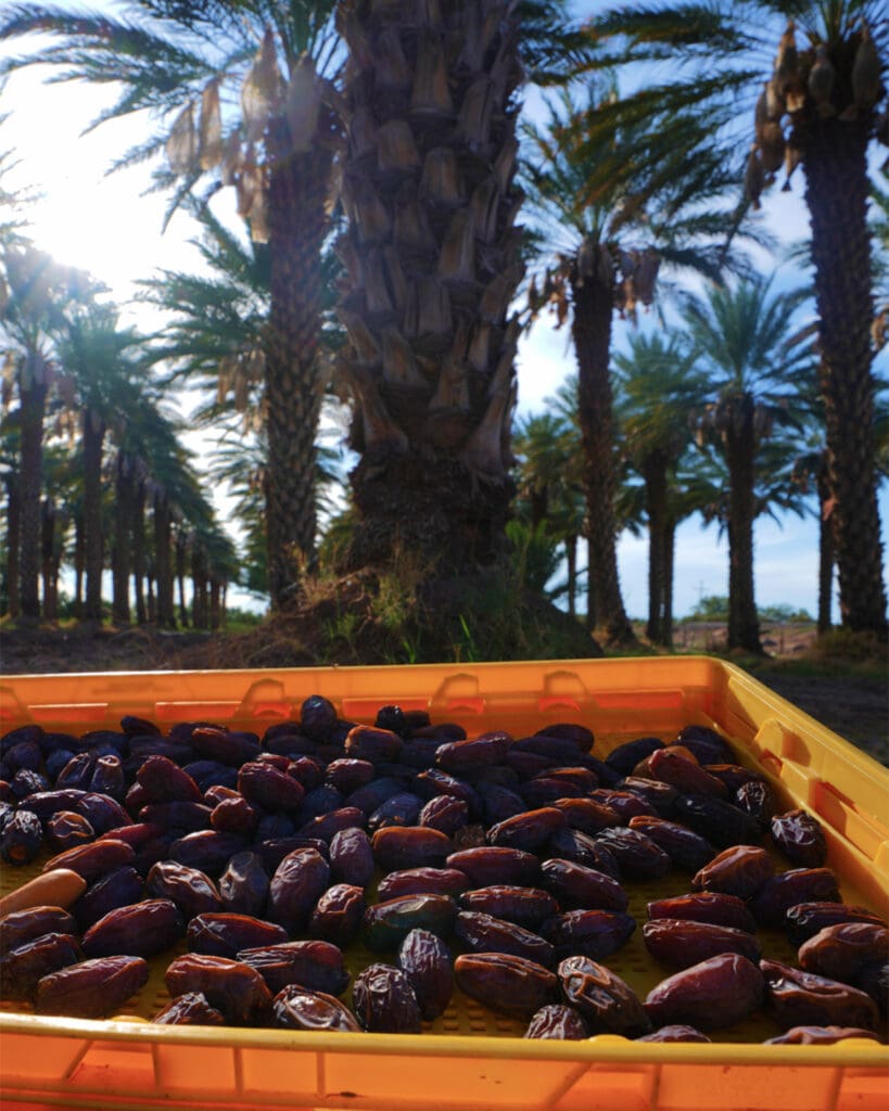 Qué comer y disfrutar en Baja California