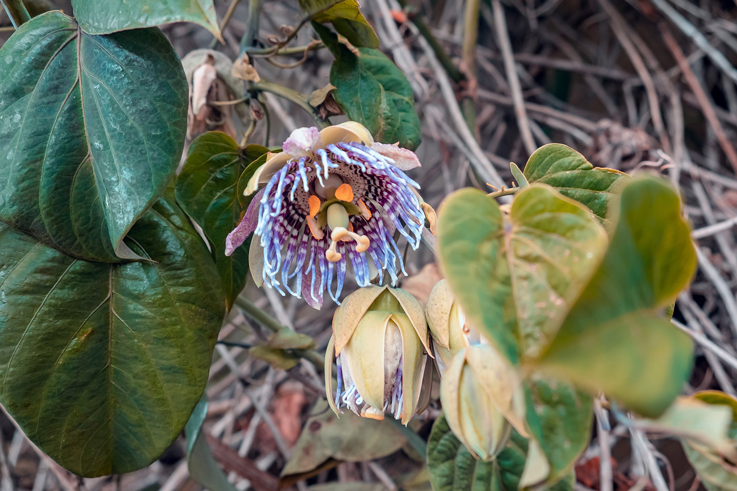 Finca Tagua
